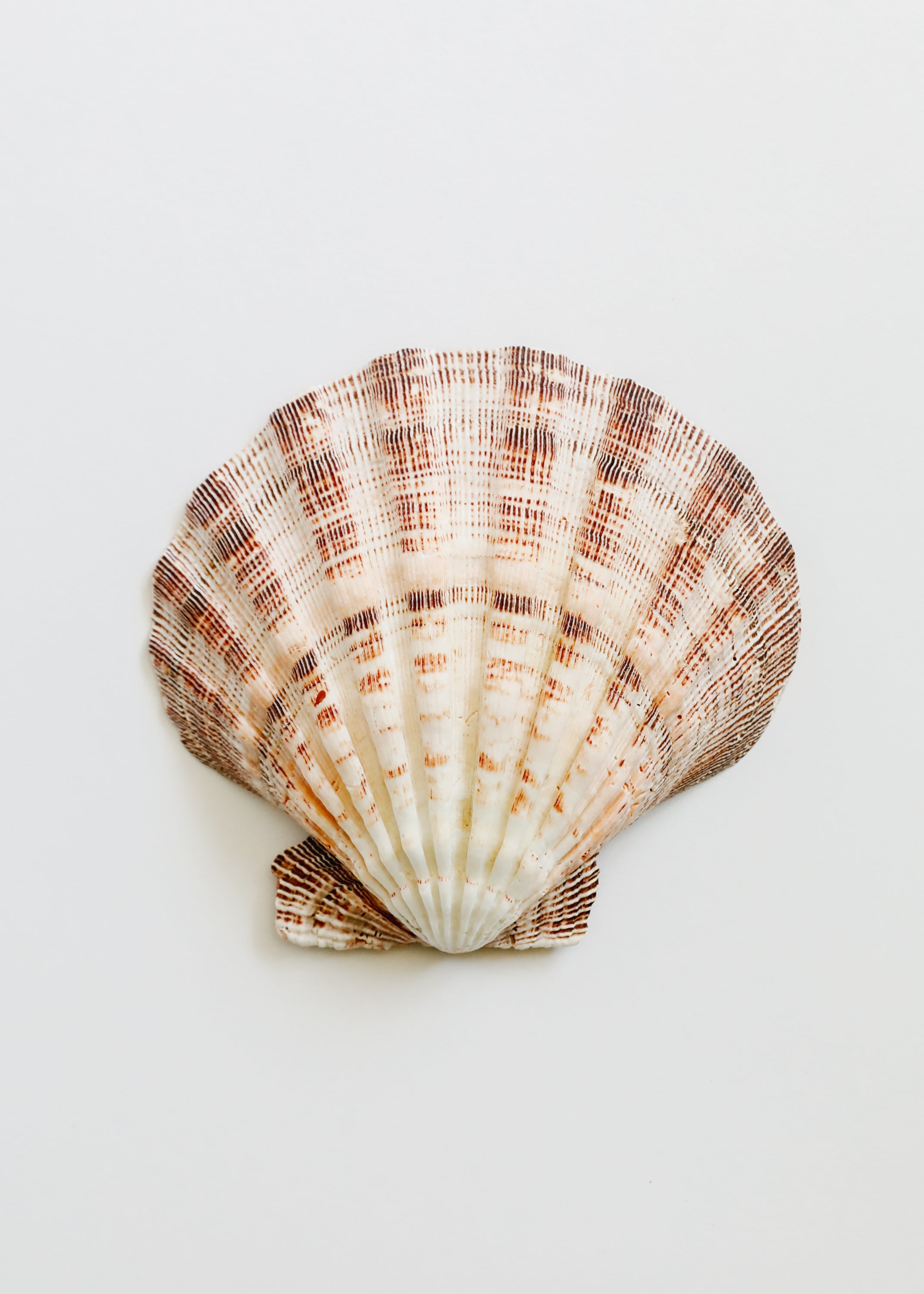 Sea Shell